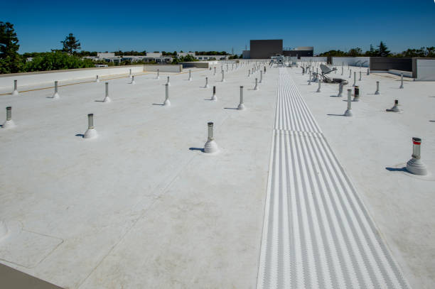 Best Roof Moss and Algae Removal  in Dolan Springs, AZ